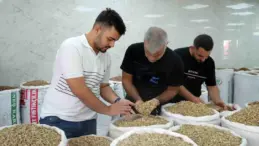 Antep Fıstığı’nda Hasat Sona Erdi
