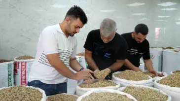 Antep Fıstığı’nda Hasat Sona Erdi