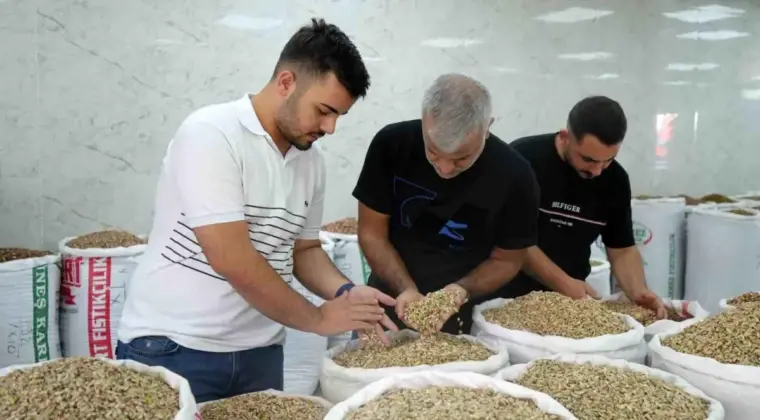 Antep Fıstığı’nda Hasat Sona Erdi