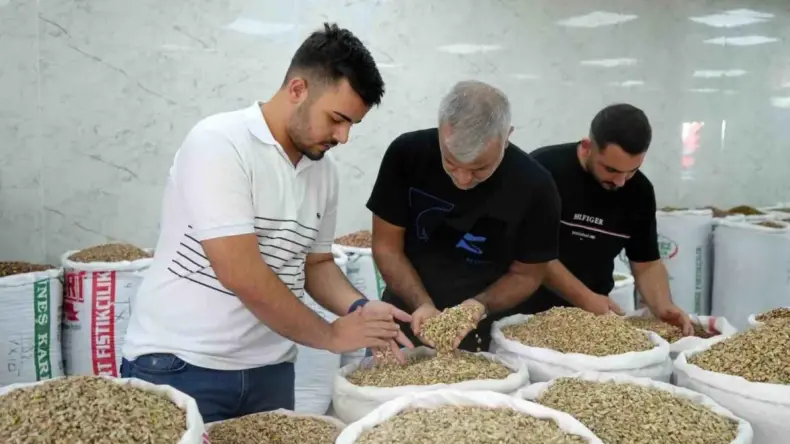 Antep Fıstığı’nda Hasat Sona Erdi