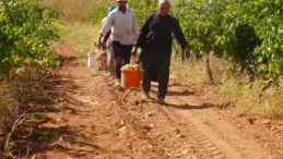Fıstık şehrine kurduğu üzüm bağı üreticilere örnek oldu