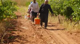 Fıstık şehrine kurduğu üzüm bağı üreticilere örnek oldu