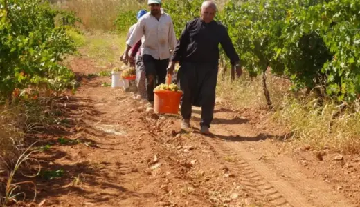 Fıstık şehrine kurduğu üzüm bağı üreticilere örnek oldu
