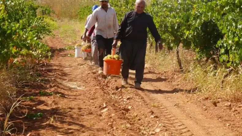 Fıstık şehrine kurduğu üzüm bağı üreticilere örnek oldu